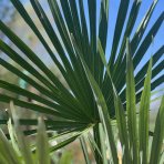 Palma konopná (Trachycarpus fortunei) – výška kmeňa 70–80 cm, celková výška 180–220 cm, kont. C35L/70L